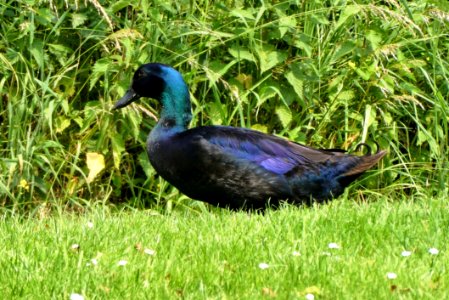 Bird Duck Fauna Nature Reserve
