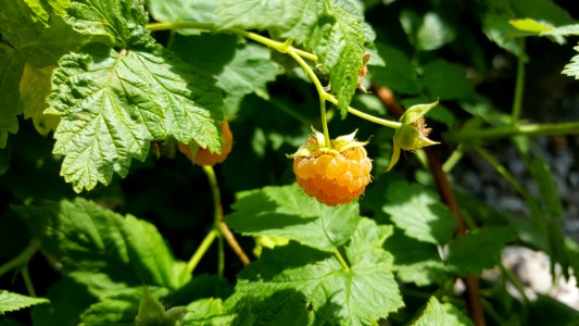 Humulus Lupulus Fruit Subshrub Salmonberry