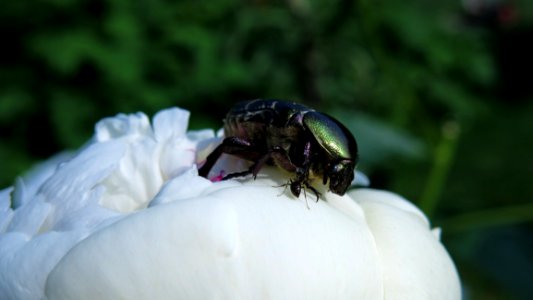 Insect Invertebrate Macro Photography Beetle photo