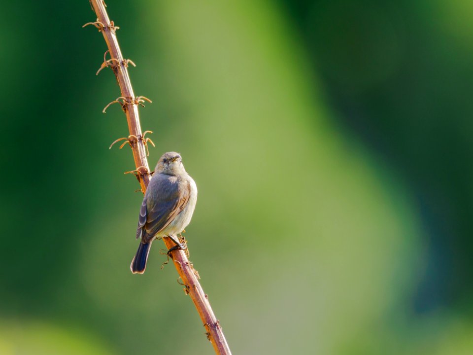 Bird Fauna Beak Wildlife