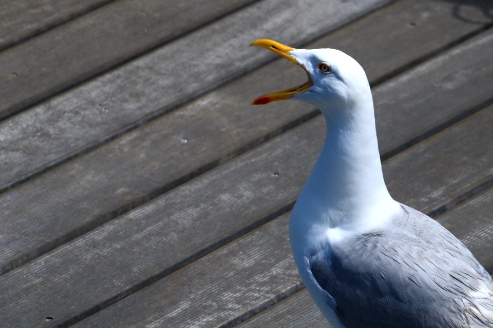 Bird Beak Fauna Seabird