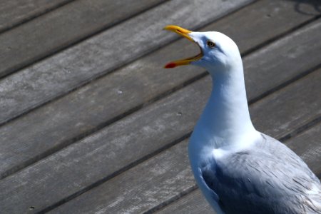 Bird Beak Fauna Seabird