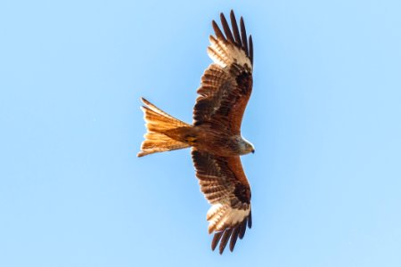 Accipitriformes Eagle Bird Of Prey Bird photo