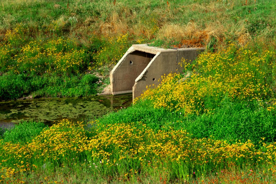 Vegetation Ecosystem Nature Reserve Grass