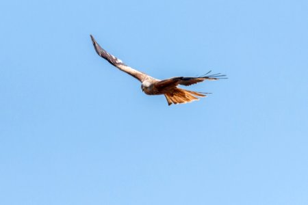 Accipitriformes Bird Eagle Bird Of Prey photo