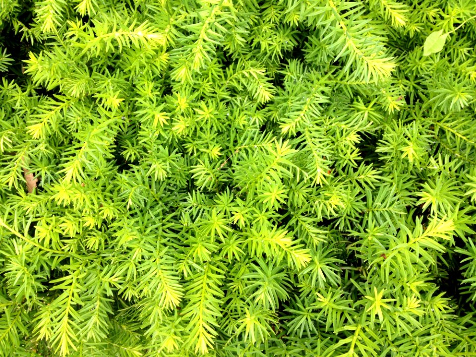 Plant Vegetation Tree Spruce