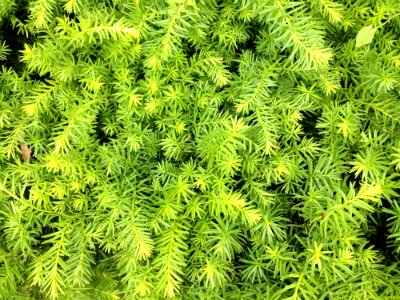 Plant Vegetation Tree Spruce