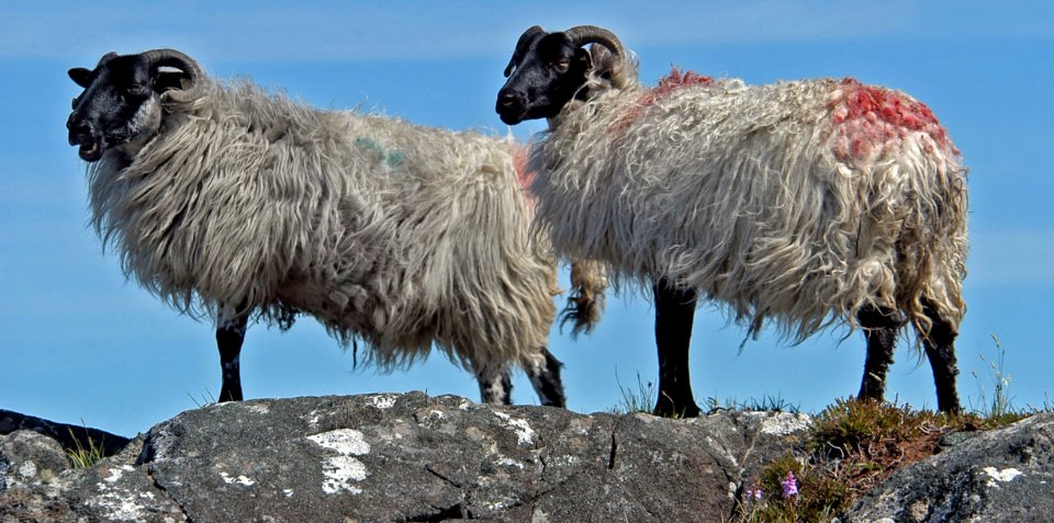 Sheep Herd Cow Goat Family Livestock
