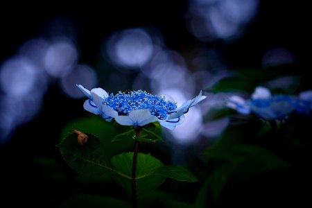 Flower Plant Flora Water