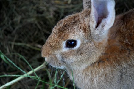Fauna Wildlife Mammal Rabbit