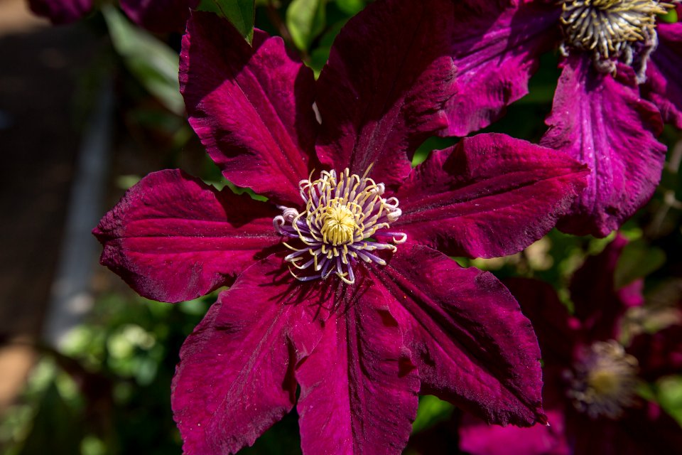 Flower Plant Flora Flowering Plant