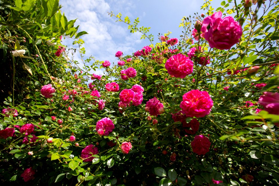 Flower Plant Flowering Plant Rose Family
