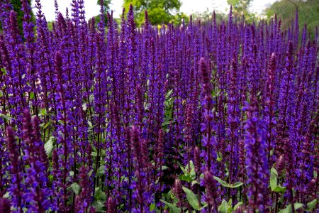 Plant Common Sage Purple English Lavender photo