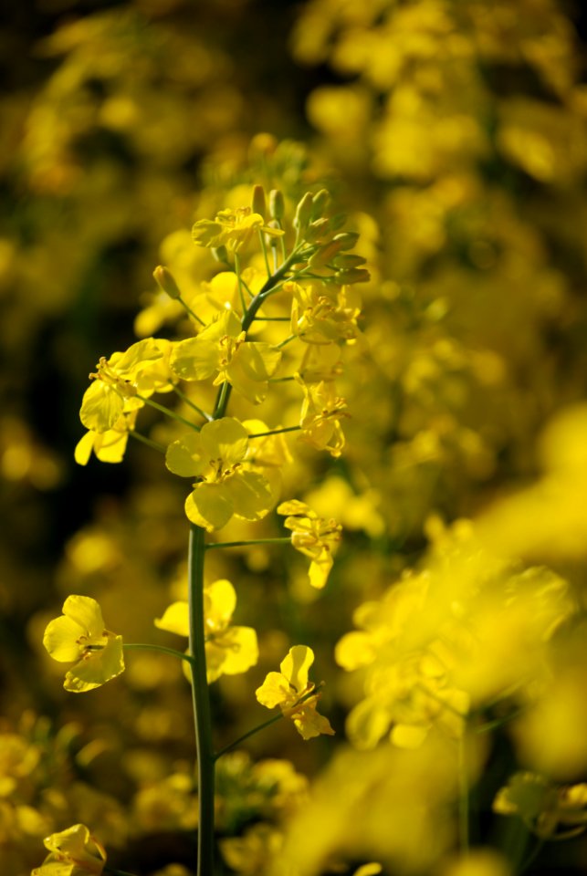 Rapeseed Yellow Canola Mustard Plant