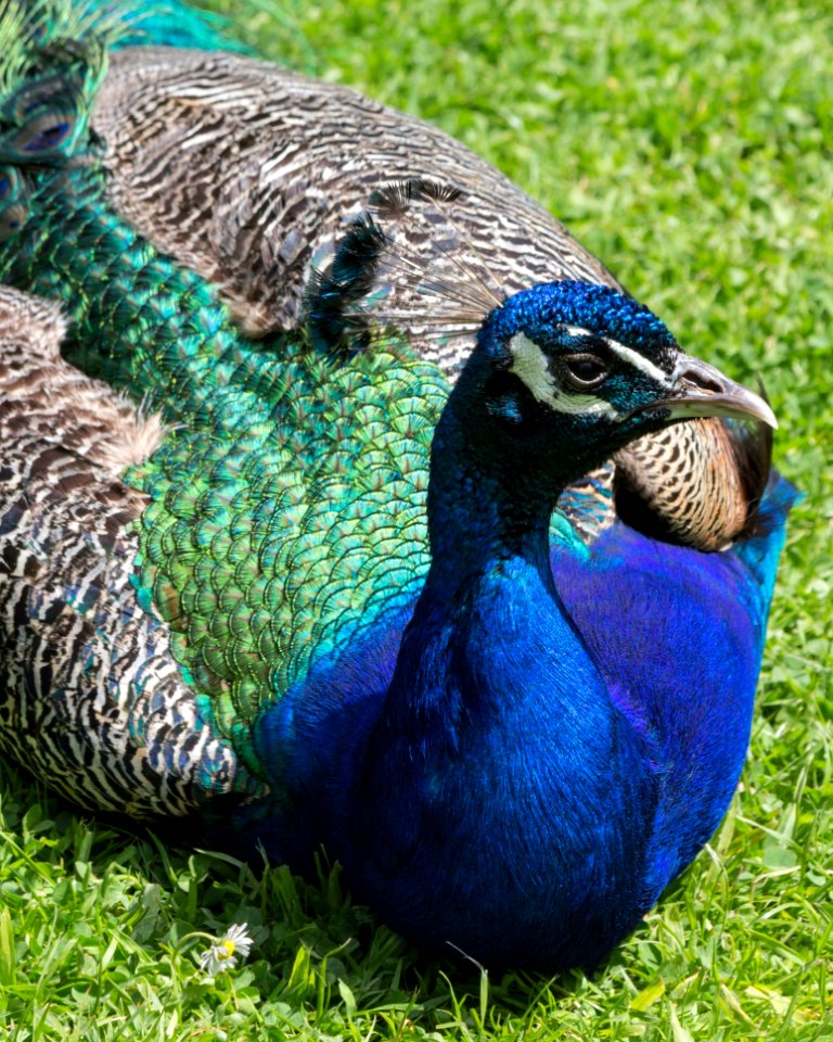 Peafowl Beak Fauna Bird