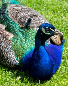 Peafowl Beak Fauna Bird photo