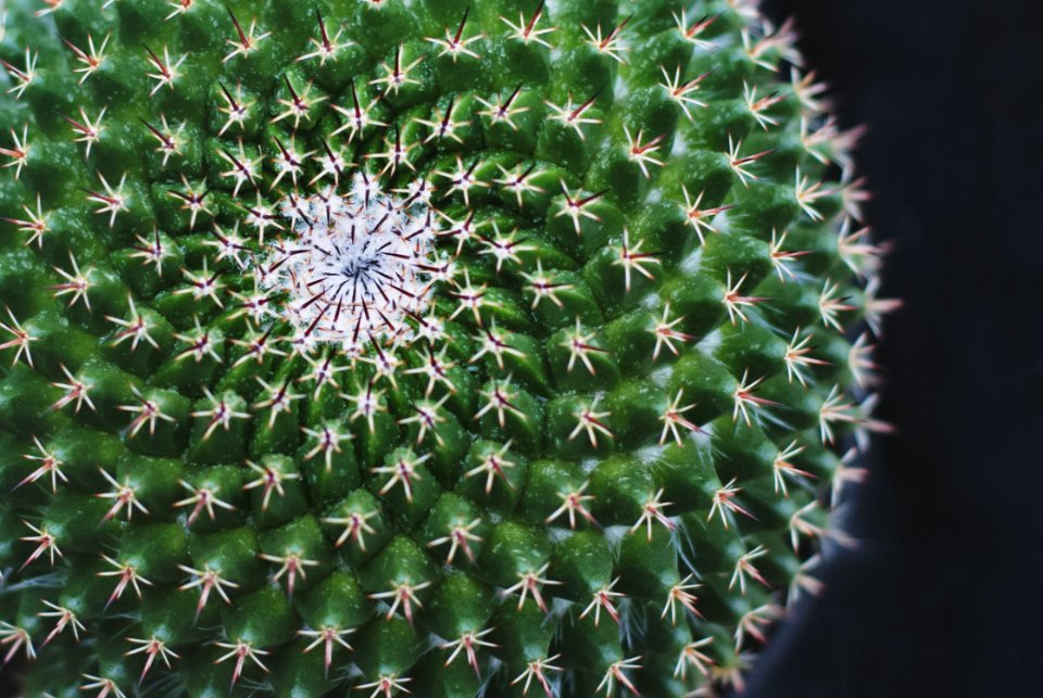 Plant Cactus Thorns Spines And Prickles Vegetation