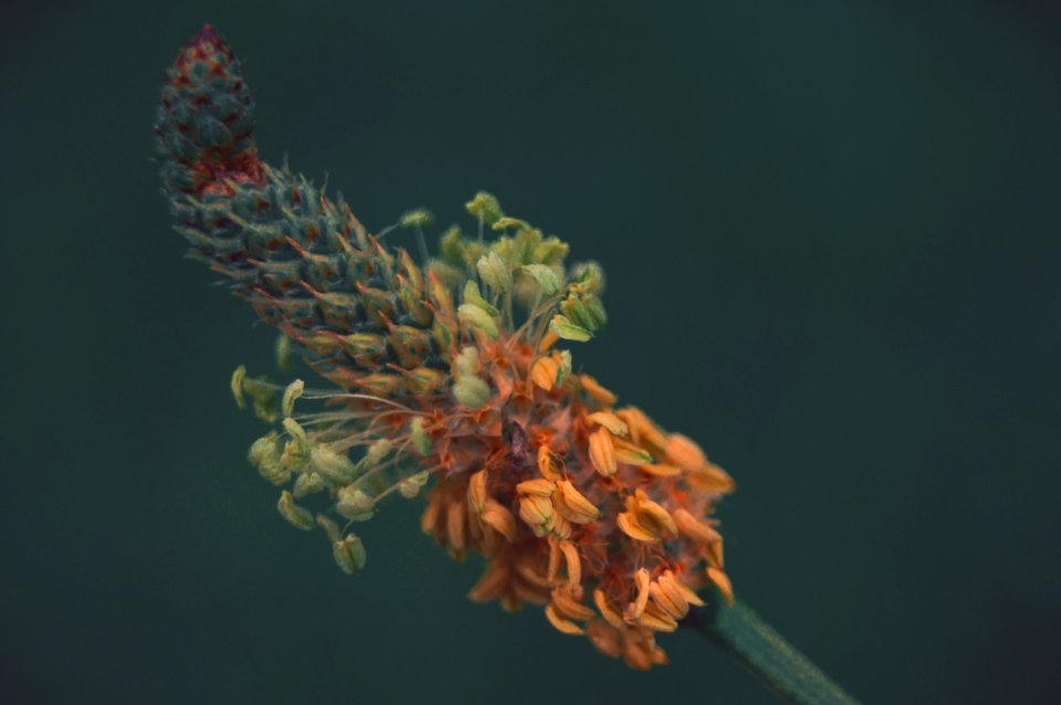 Close Up Bud Branch Twig