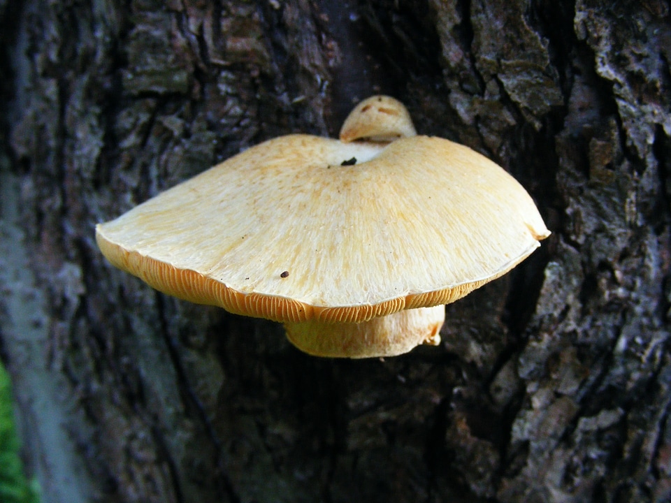 Growing toadstool tree