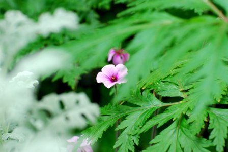 Flower Plant Flora Flowering Plant