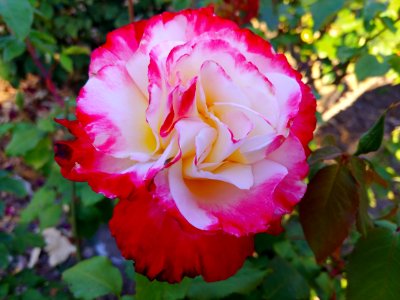 Flower Rose Rose Family Pink
