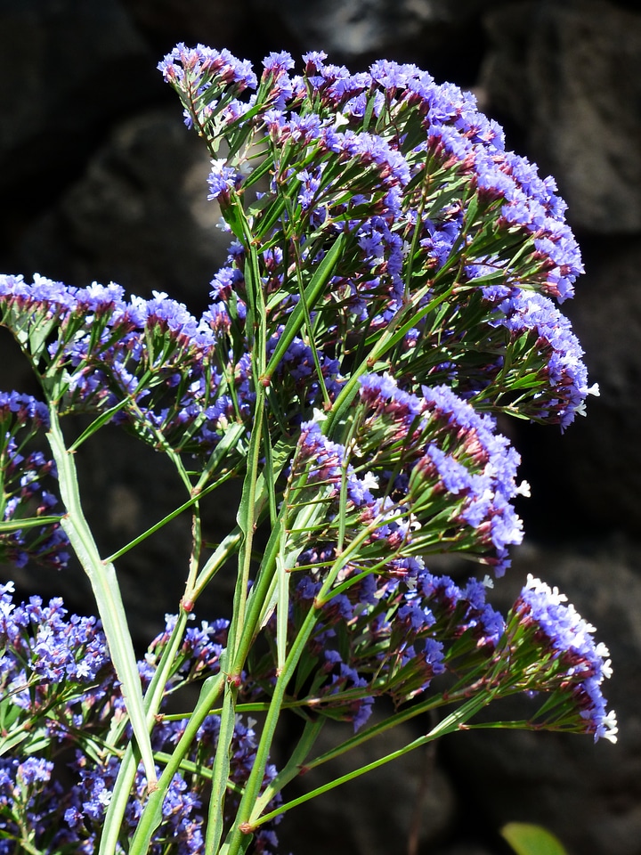 Blue beach lilac winged beach lilac