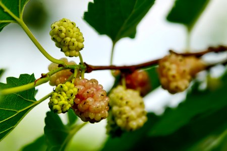 Mulberry Fruit Tree Fruit Red Mulberry