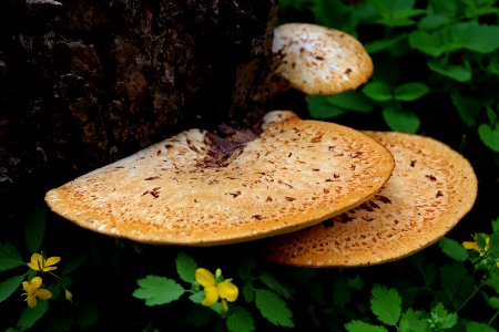 Fungus Mushroom Medicinal Mushroom Agaricomycetes photo