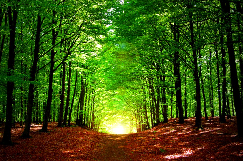 Forest Woodland Nature Ecosystem