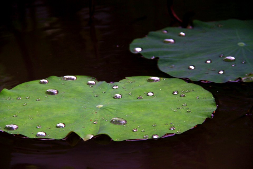 Water Leaf Green Dew