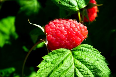 Raspberry West Indian Raspberry Berry Tayberry