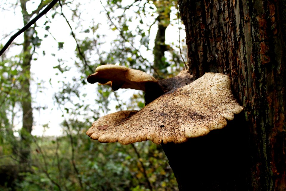 Tree Fungus Leaf Trunk