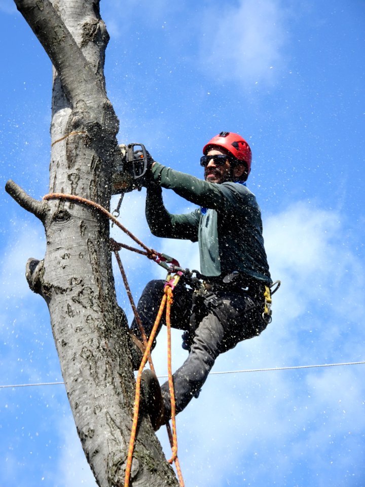 Tree Woody Plant Sky Adventure
