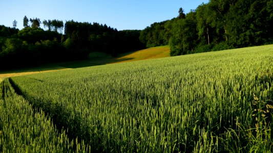 Field Ecosystem Crop Grass Family