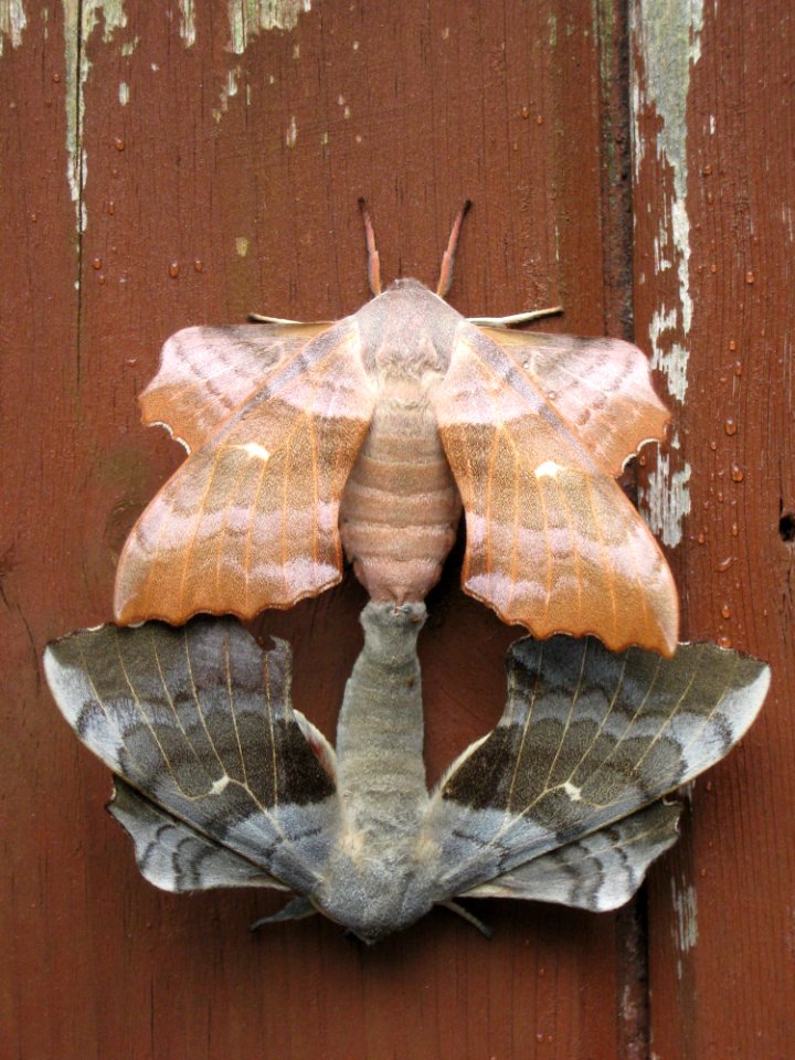 Moths And Butterflies Moth Insect Fauna