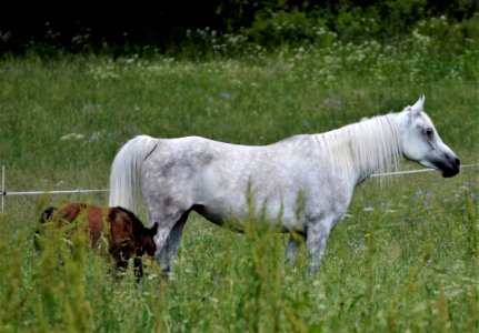 Horse Pasture Grassland Ecosystem