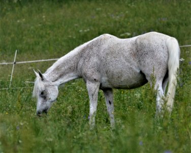 Pasture Ecosystem Grassland Grazing