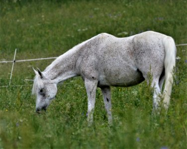 Pasture Ecosystem Grassland Grazing photo