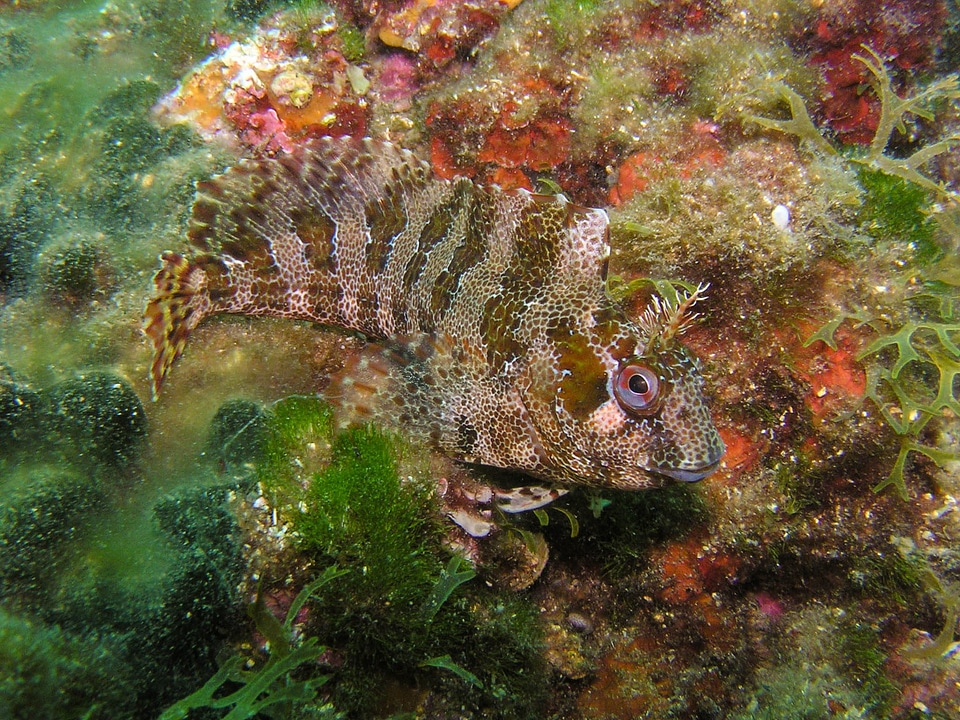 Sea camouflage disguised