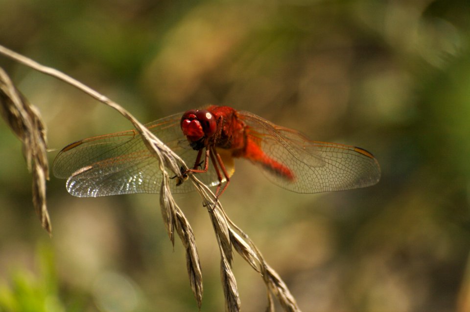 Insect Dragonfly Invertebrate Dragonflies And Damseflies