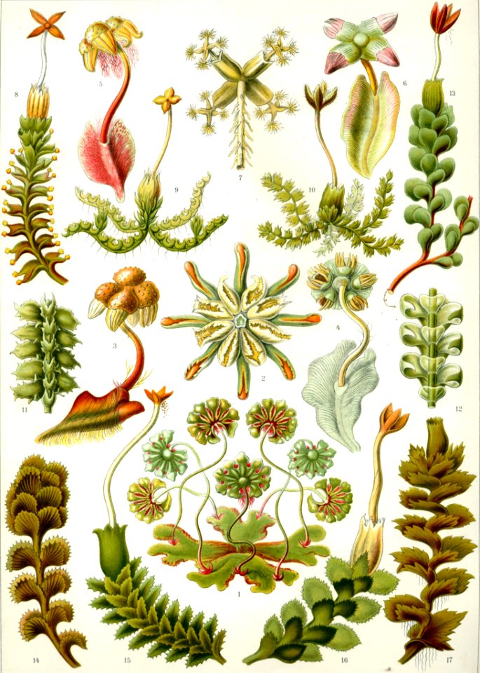 Flora Flower Tree Pine Family