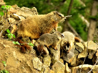 Mammal Fauna Marmot Terrestrial Animal