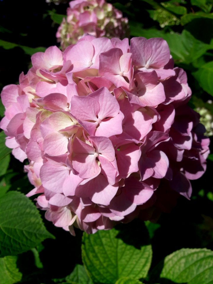 Flower Plant Flowering Plant Hydrangea