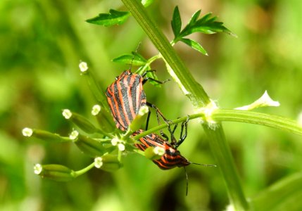 Insect Invertebrate Nectar Butterfly photo