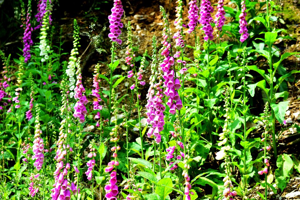 Plant Flower Digitalis Flora