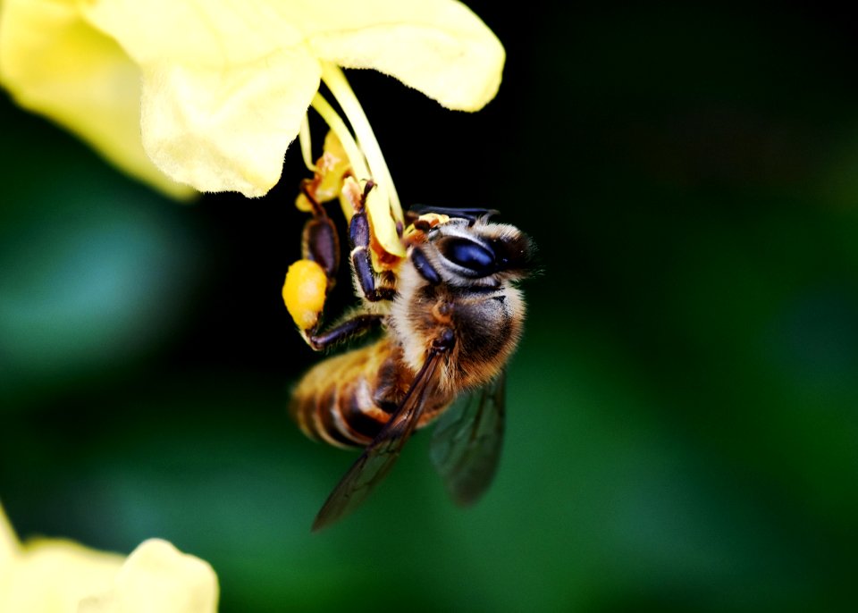 Honey Bee Insect Bee Nectar