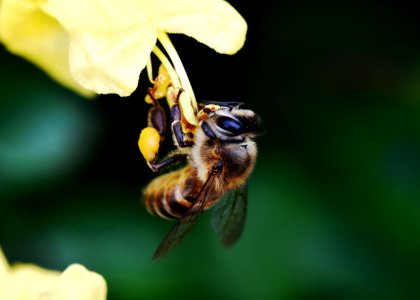 Honey Bee Insect Bee Nectar