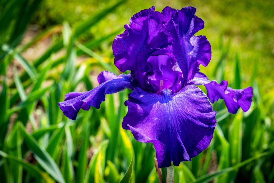 Flower Blue Plant Purple photo