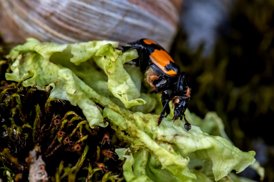Insect Macro Photography Invertebrate Organism