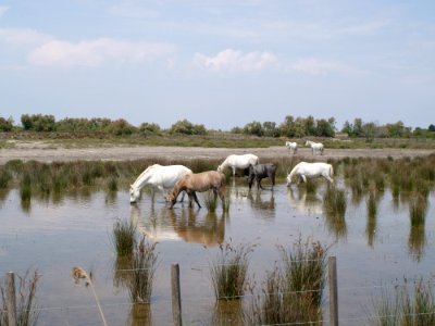 Herd Wetland Nature Reserve Marsh